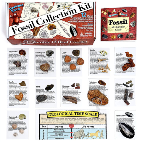 Totally Real Fossil Collection Kit With 12 Fossils, Including Shark Teeth And Dinosaur Bone, Coprolite, Fossil ID Book, Chart