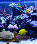 Scuba Diver Aquarium Ornament And Nitrifying Balls Set for Fish Tanks; blue diver among colorful reefs, turtle in foreground. Aquarium setting.