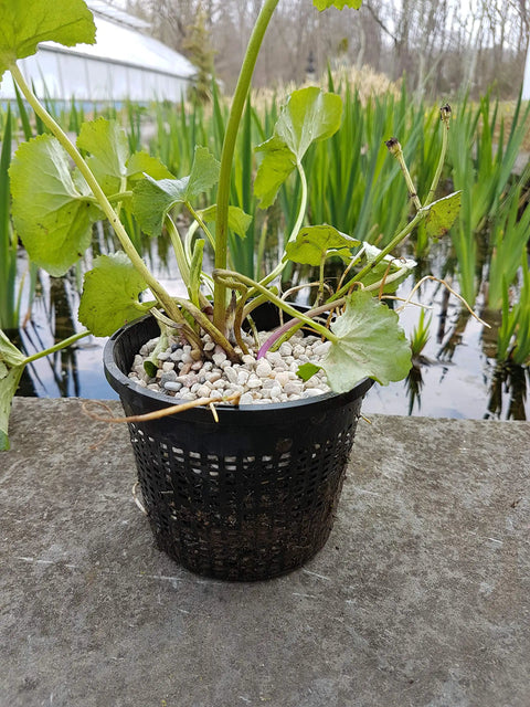 8 Inch Round Water Garden Aquatic Mesh Pond Plant Basket with green plant on the stone edge of a water garden