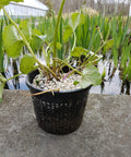 Round Plant And Flower Baskets Variety Pack For Water Gardens Aquaponics And Hydroponics Slotted Mesh Netted Pots