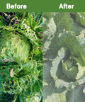 See Through Garden Netting 8.2 By 16.4 Feet Bug And Bird Barrier Netting For Plants Flowers Vegetables Fruit Trees UV Resistant Reusable Planter Mesh For Outdoor Gardens All Year Protection covering cabbages, showing before and after protection from pests.