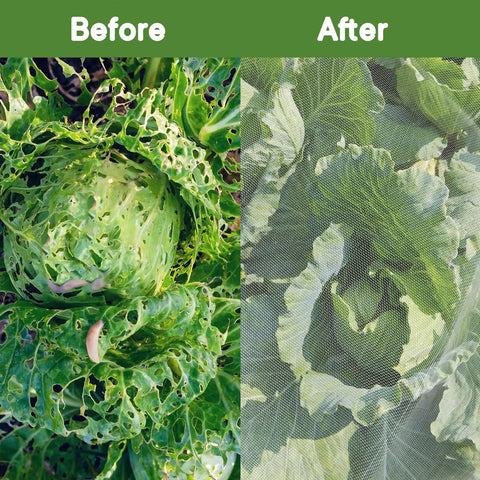 See Through Garden Netting 8.2 By 16.4 Feet Bug And Bird Barrier Netting For Plants Flowers Vegetables Fruit Trees UV Resistant Reusable Planter Mesh For Outdoor Gardens All Year Protection covering cabbages, showing before and after protection from pests.