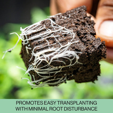 Close-up of soil block with visible roots from 216-Cell Seed Starter Trays Set With Plant Stakes, 36 Trays Of 6-Cell Blocks