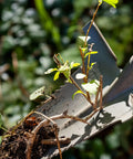 Close-up of Beast Of A Compact Steel Garden Spade With Serrated Blade And Inverted V Tip For Root Removal in action