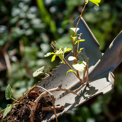 Close-up of Beast Of A Compact Steel Garden Spade With Serrated Blade And Inverted V Tip For Root Removal in action