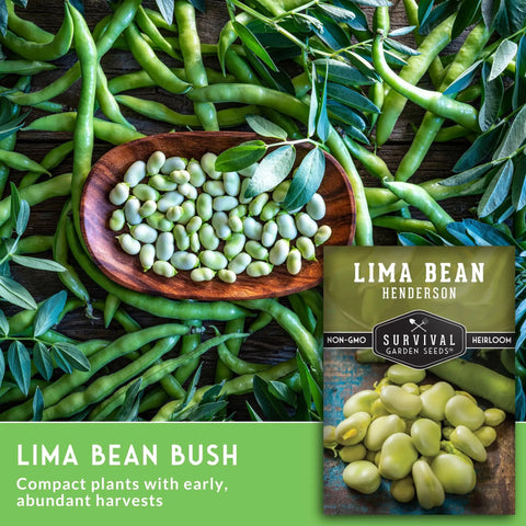 Easy Grow Lima Beans For Garden Beds And Class Projects With High Germination Rates Butter Bean Seeds Non GMO Heirloom Variety Compact Bush Plants For A Quick Harvest In Your Survival Garden Pack