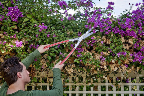 Person trimming flowering hedge with PrecisionCUT Aluminum Hedge Shears With Lightweight Ergonomic Handles For Easy Trimming Of Hedges Shrubs And Bushes Without Fatigue No Sweat Garden Landscaping Shears Designed For Precise Clean Cuts And Smooth Results.