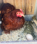 Hen nesting with All Natural Nesting Herbs For Chickens To Fight Mites And Lice In Coops And Dust Baths With Fresh Scent Non GMO Soy Free 16 Oz Pack For Healthier Hens and egg