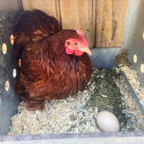 Hen nesting with All Natural Nesting Herbs For Chickens To Fight Mites And Lice In Coops And Dust Baths With Fresh Scent Non GMO Soy Free 16 Oz Pack For Healthier Hens and egg