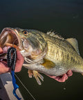 Angler holding a bass caught with Plum Power Worm Soft Plastic Fishing Bait With Irresistible PowerBait Formula And Classic Curly Tail Profile, 10 Inch.