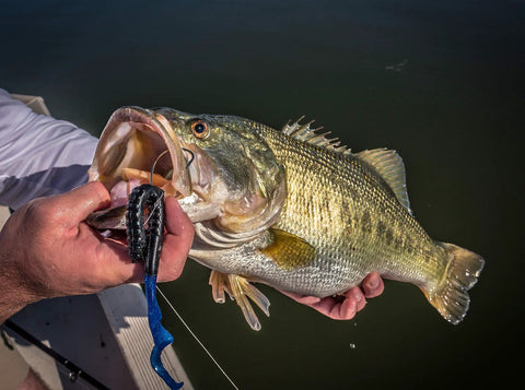 Angler holding a bass caught with Plum Power Worm Soft Plastic Fishing Bait With Irresistible PowerBait Formula And Classic Curly Tail Profile, 10 Inch.