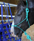 Horse wearing Four Knot Stiff Polyester Training Halter With Ten Foot Matching Lead For Horses Fully Adjustable And Built For Rough Wear