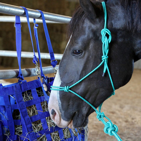 Horse wearing Four Knot Stiff Polyester Training Halter With Ten Foot Matching Lead For Horses Fully Adjustable And Built For Rough Wear