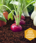 Close-up of carrots, radishes, and onions in soil from Edible Veggie Garden Watch It Grow Kit For Kids Kid Friendly A DIY STEM Activity That Helps Them Grow Carrots Radishes And Onions With Seed Packets Potting Mix And Root Tracker An 11 Piece Learning Toy Gift For Ages 6 Plus.