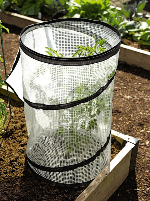 Pop Up Tomato Accelerator Protector Cage Mini Greenhouse For Raised Beds And Vegetable Gardens 18 Inch Diameter By 28 Inch High Keeps Transplants Safe From Cold Winds And Speeds Growth
