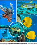 Collage of fish and sea turtle photos taken underwater using SportDiver Underwater Phone Housing For Depths Up To 130 Feet, Waterproof Case.
