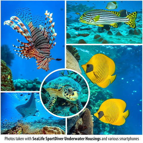 Collage of fish and sea turtle photos taken underwater using SportDiver Underwater Phone Housing For Depths Up To 130 Feet, Waterproof Case.