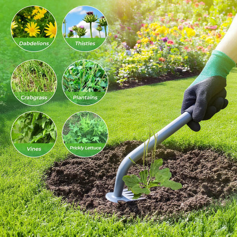Ultra Durable Manganese Steel Weed Puller Tool With Five Tine Head For Fast Dandelion And Crabgrass Removal in use in a garden.