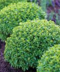 Boxwood Basil Seeds For Edging And Herb Gardens Indoor And Outdoor, Low Maintenance Compact Sweet Basil For Containers, mounded herb plants