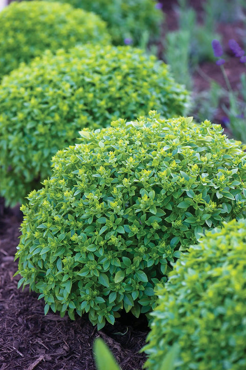 Boxwood Basil Seeds For Edging And Herb Gardens Indoor And Outdoor, Low Maintenance Compact Sweet Basil For Containers, mounded herb plants