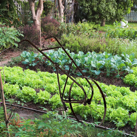 High Wheel Tubular Cultivator With Comfort Handle 3 Position Adjustable Depth Quick Change Implements 24 Inch Steel Wheel in garden