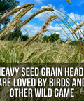 Heavy grain heads in Last Resort Blend 12 Lb EcoPack Winter Deer Food Plot Seed Mix with rye and oats for wildlife.