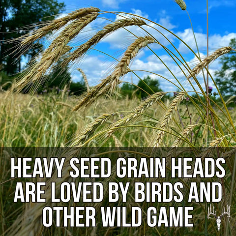 Heavy grain heads in Last Resort Blend 12 Lb EcoPack Winter Deer Food Plot Seed Mix with rye and oats for wildlife.
