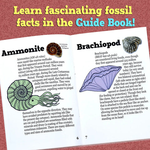 Fossil Dig Kit For Kids, Excavate 15 Real Fossils, Dinosaur Bones And Shark Teeth guidebook showing ammonite and brachiopod