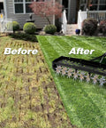 40-Inch Tow Behind Spike Aerator With Galvanized Steel Tines Heavy Duty Lawn Aerator in use, showing before and after results on lawn