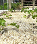 Natural Hemp Garden Mulch Soil Conditioner For Moisture Retention And Weed Suppression Ideal For Flower And Vegetable Beds This Eco Friendly Potting Aid Keeps Soil Rich And Healthy Grown In The US 25 Lb Bag in raised garden bed with seedlings