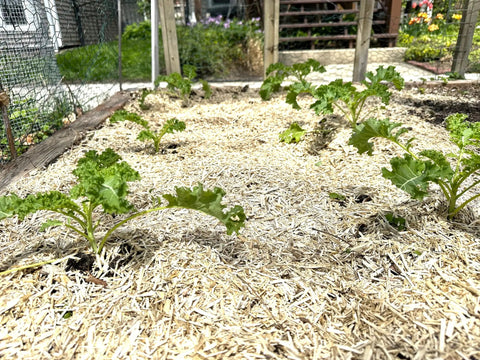 Natural Hemp Garden Mulch Soil Conditioner For Moisture Retention And Weed Suppression Ideal For Flower And Vegetable Beds This Eco Friendly Potting Aid Keeps Soil Rich And Healthy Grown In The US 25 Lb Bag in raised garden bed with seedlings