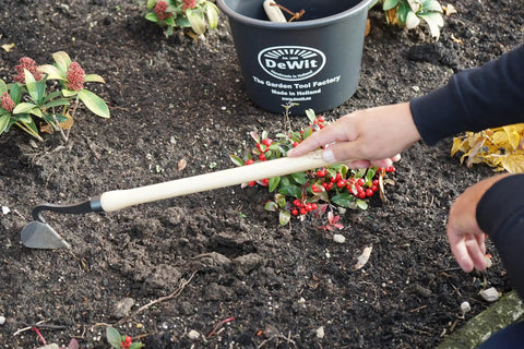 Drop Grip Hand Plow For Raised Beds And Garden Cultivation, Ash Wood Handle With Dual Bulb Grips being used to cultivate soil