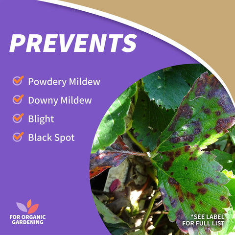 Captain Jacks Copper Fungicide Ready To Use Spray For Organic Gardening 32 Oz Controls Fungal Diseases label and affected leaf
