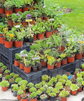 100 Pack 6 Inch Plant Nursery Pots Reusable Waterproof Plastic Pots Seed Starting Pots for Seedlings Garden Projects