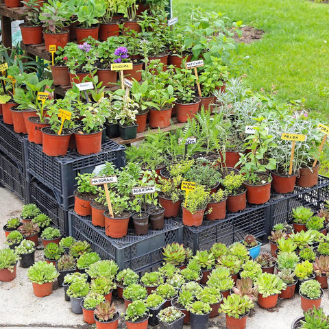 100 Pack 6 Inch Plant Nursery Pots Reusable Waterproof Plastic Pots Seed Starting Pots for Seedlings Garden Projects