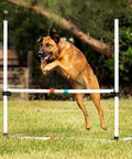 Dog using Dog Agility Jump Bars Set Of Four With Adjustable Heights And 36 Inch Wide Spacing, Durable Stands for training
