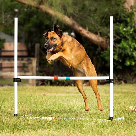 Dog using Dog Agility Jump Bars Set Of Four With Adjustable Heights And 36 Inch Wide Spacing, Durable Stands for training