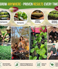 Gardening scenes displaying hydroponic and outdoor setups with 15 Variety Lettuce And Salad Greens Seeds Pack With 17700 Plus Non GMO Heirloom Seeds