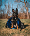 Dog exiting 16 Foot Dog Agility Tunnel With Sandbag End Sets For Backyard Training, Durable Easy Setup Obstacle Course outdoors.