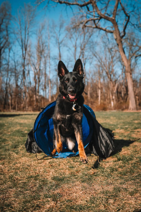 Dog exiting 16 Foot Dog Agility Tunnel With Sandbag End Sets For Backyard Training, Durable Easy Setup Obstacle Course outdoors.