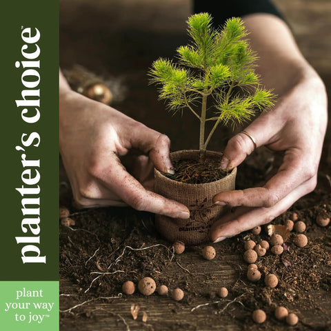 Hands planting sapling in pot from Bonsai Starter Kit With Five Varieties Black Locust Blue Jacaranda Crape Myrtle Pigeon Pea Delonix Regia