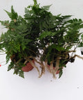 White Rabbit Foot Fern In A 4 Inch Pot Live Indoor Plant For Chill Low Maintenance Greenery Easy Care Fern For Shady Corners Home Office Decor Rich Lush Foliage Great Gift For Plant Lovers in terracotta pot