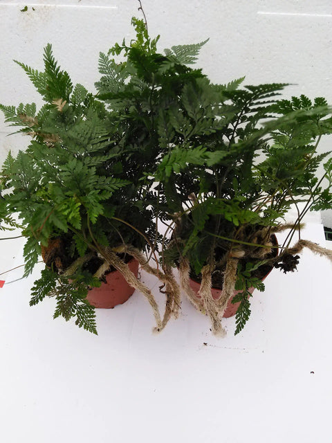 White Rabbit Foot Fern In A 4 Inch Pot Live Indoor Plant For Chill Low Maintenance Greenery Easy Care Fern For Shady Corners Home Office Decor Rich Lush Foliage Great Gift For Plant Lovers in terracotta pot