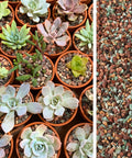 Close-up of succulents with 3 Lb Lava Rock Mix For Indoor Plants Red And Black Pebbles For Bonsai Succulents Cacti Great Drainage For Potting