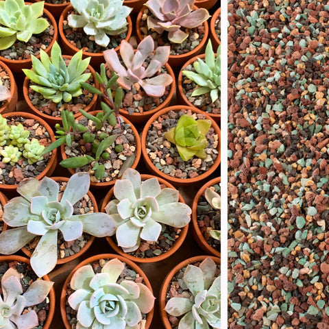 Close-up of succulents with 3 Lb Lava Rock Mix For Indoor Plants Red And Black Pebbles For Bonsai Succulents Cacti Great Drainage For Potting
