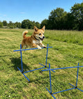 Versatile Adjustable Dog Agility Jump Set With Hurdles And Weave Poles 0 To 31 Inch Height in use by a dog in a field