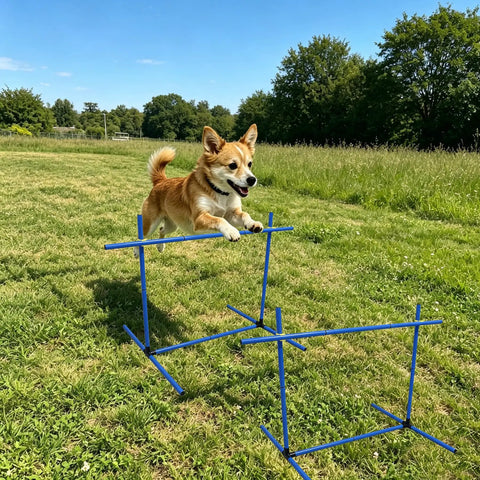 Versatile Adjustable Dog Agility Jump Set With Hurdles And Weave Poles 0 To 31 Inch Height in use by a dog in a field