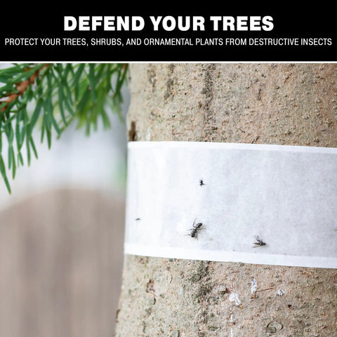 Close-up of Tree Shield Insect Barrier for Lantern Fly and Ant Traps on tree trunk, adhesive band trapping insects