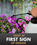 Person spraying flowers with Multi Purpose Fungicide Spray Concentrate For Gardens Rainproof Protection Up To Two Weeks