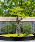 Tree surrounded by black landscape edging from 6 Inch Tall Landscape Plastic Edging Kit With 66 Ft Length And Hammer Spikes